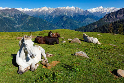 Cows grazing on field