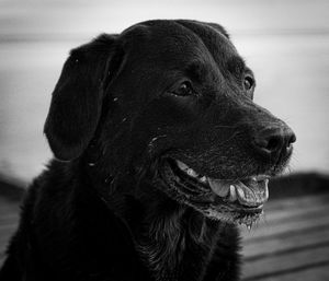 Close-up of a dog looking away