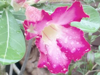 Close-up of water drops on pink flower