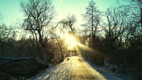 Sun shining through trees