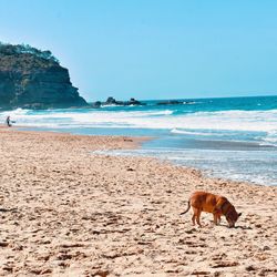 Horse standing on beach