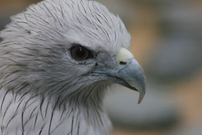 Close-up of owl