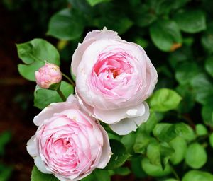 Close-up of pink rose