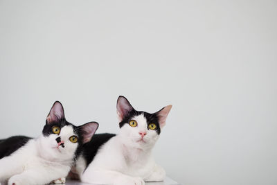 Portrait of cat on white background