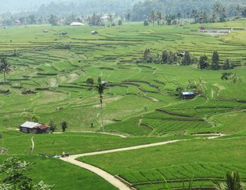 Scenic view of agricultural field