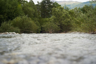 Surface level of river amidst trees in forest