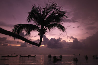 Silhouette palm tree at sunset