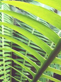 Close-up of palm leaf