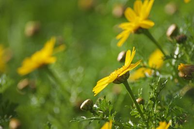 Close-up of yellow flowering plant on field