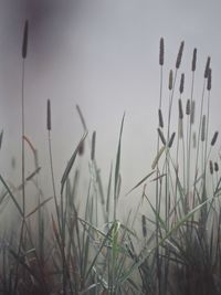 Close-up of grass on field against sky