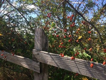 Plant growing on tree