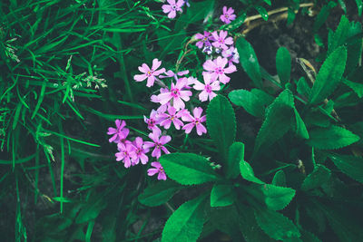 Close-up of pink flowers