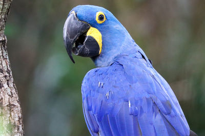 Close-up of blue parrot perching on tree