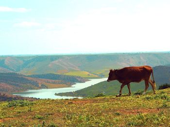 Horse standing in a field