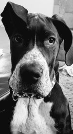 Close-up portrait of black dog sitting outdoors