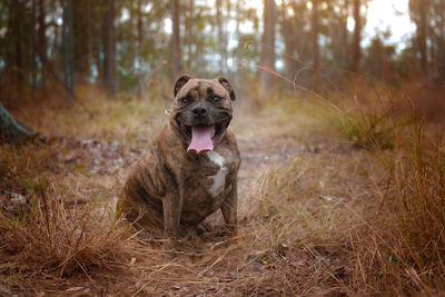 Portrait of dog sticking out tongue while sitting on grassy field