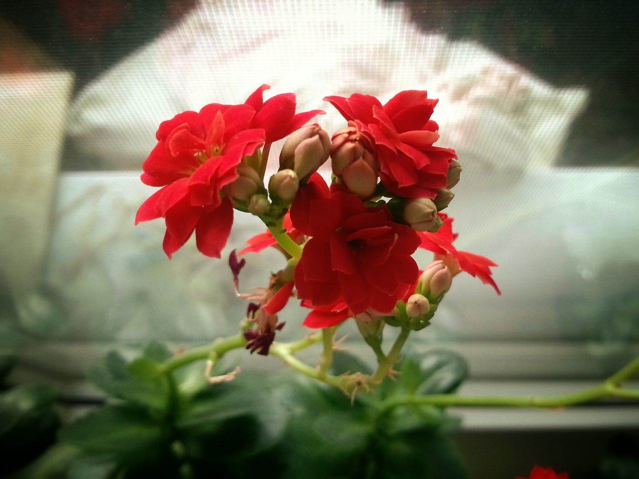 flower, petal, fragility, freshness, red, growth, indoors, flower head, plant, beauty in nature, blooming, close-up, nature, focus on foreground, leaf, in bloom, blossom, stem, day, no people