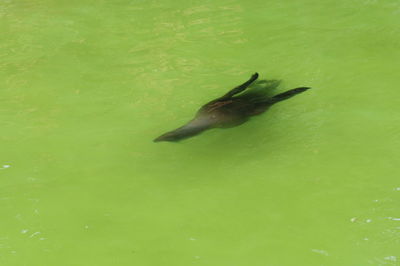 High angle view of turtle swimming in water