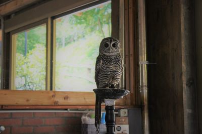 Bird perching on window