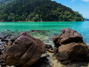 Scenic view of rocks on sea shore against trees