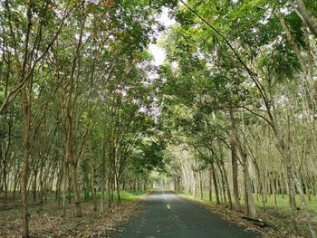 Road amidst trees in forest