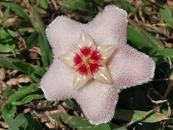 Close-up of white flowering plant