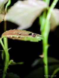 Close-up of raindrops on leaf