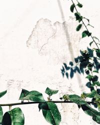 Close-up of plant against white wall