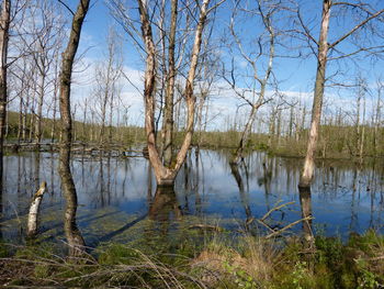 Reflection of trees in lake