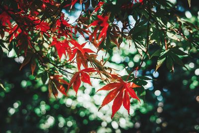 Close-up of maple leaves on tree