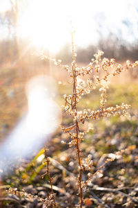 Indigenous plants growing in a sunlit field