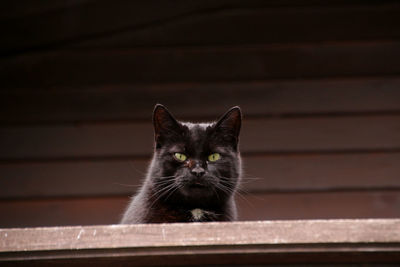 Close-up portrait of cat