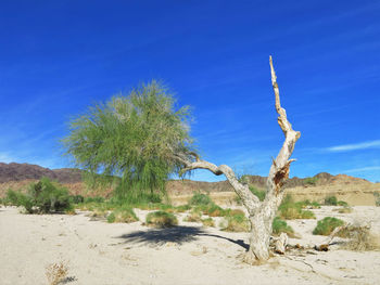 Trees on desert against blue sky