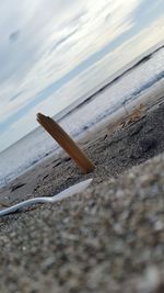 Close-up of lizard on beach against sky