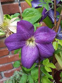 Close-up of purple flowers blooming outdoors