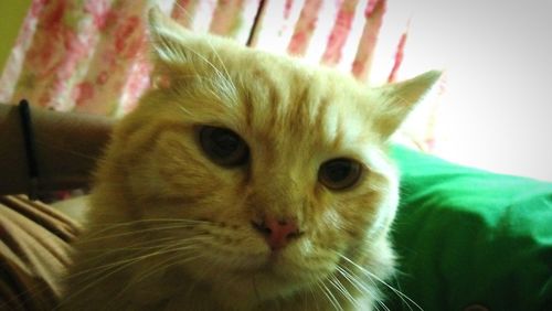 Close-up portrait of cat relaxing at home