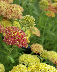 Close-up of flowers blooming outdoors