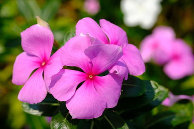 Close-up of pink flowering plant in park