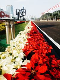 Close-up of red flowers blooming outdoors