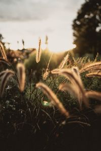 Close-up of stalks in field against sky