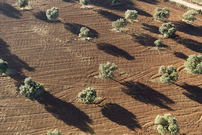 High angle view of tree shadow on field