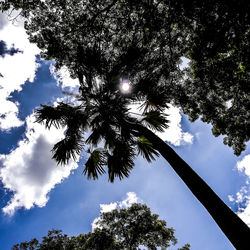 Low angle view of palm tree against sky