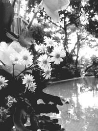 Close-up of white flowers