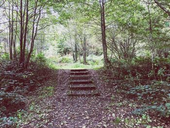 Narrow pathway along trees in forest