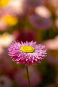 Close-up of pink flower