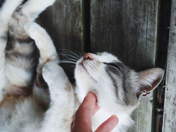 Close-up of kitten on hand