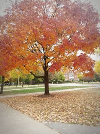 Autumn leaves on road