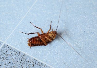 Cockroaches lie on their back on the floor.