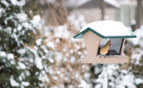 Close-up of bird perching in house during winter