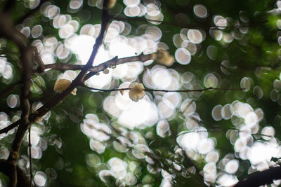 Close-up of white flowers on tree